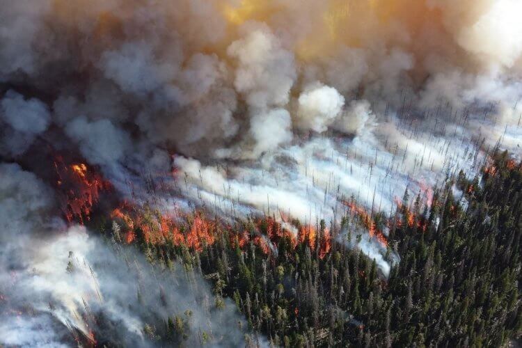Что такое «зомби-пожары»? «Зомби-пожары» в Арктике поставили рекорд парниковых выбросов. Фото.