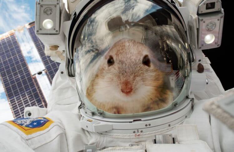 Новый эксперимент в космосе. Мыши являются частыми гостями на МКС, потому что они участвуют в экспериментах. Фото.