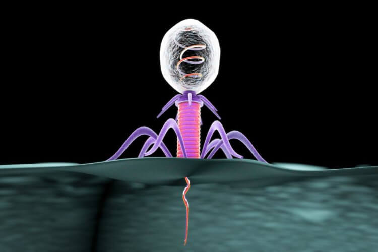 Как работает Z-Геном? Бактериофаги – это очень древние вирусы, избирательно поражающие бактериальные клетки и клетки архей. Фото.