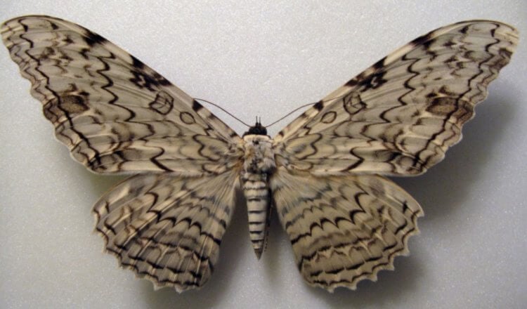 Самая большая бабочка в мире. Тизания Агриппина. Фото.