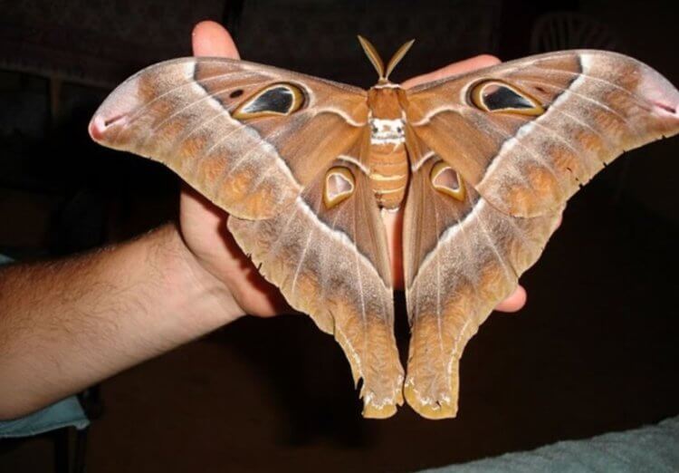 Самая большая бабочка в мире. Павлиноглазка геркулес. Фото.