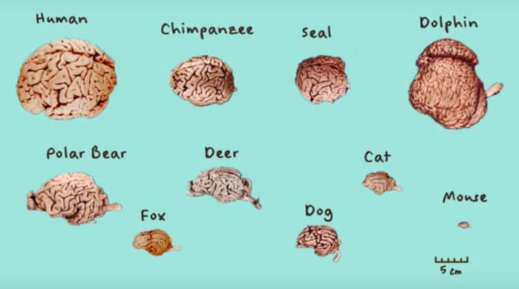 Размер мозга и интеллект. Разница между размером мозга человека и других животных колоссальная. Фото.