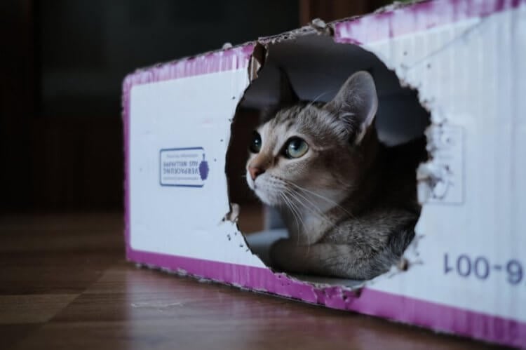 Защита от стресса. Коробка — лучшее лекарство от стресса (для кошек). Фото.