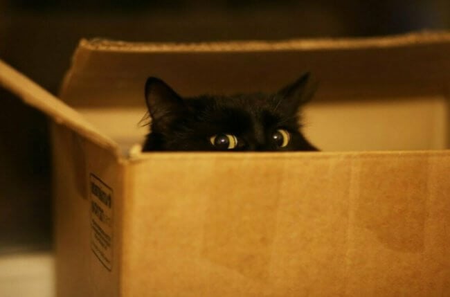 Почему кошки любят сидеть в коробках? Фото.