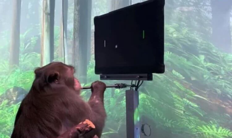 Можно ли управлять человеком? Чипированная обезьяна Neuralink. Фото.