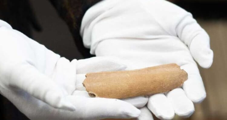 Загадочная находка археологов. Найденная кость, очищенная от грязи. Фото.