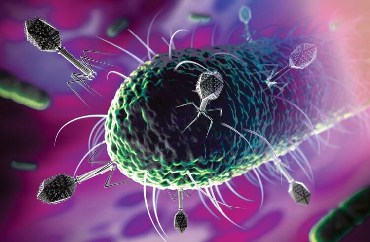 Микробные войны. Бактериафаги атакуют бактерию. Фото.
