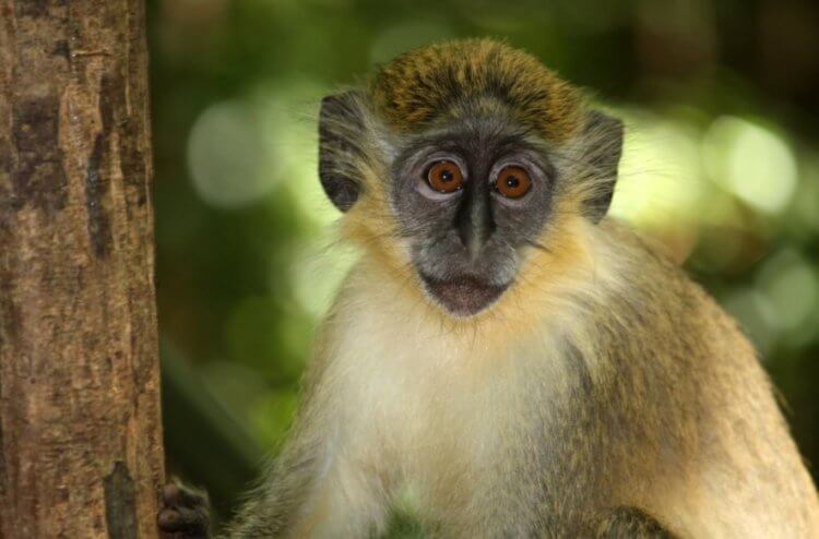70 лет назад из лаборатории США сбежала группа обезьян. Что с ними стало потом? Зеленая обезьяна вида Chlorocebus sabaeus. Фото.