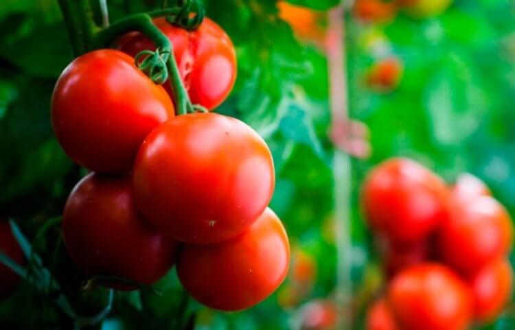 Сельское хозяйство будущего. Светящийся томат уже существует. Фото.