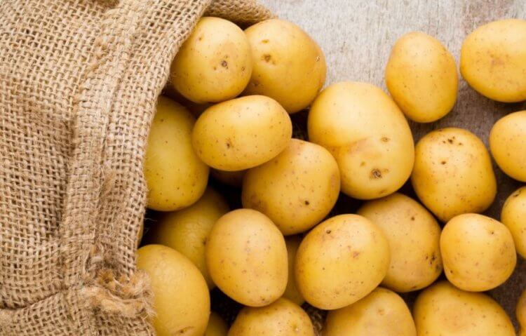 Для чего ученые разработали светящуюся картошку? Прозвучит странно, но светящаяся картошка может спасти мир от голода. Фото.
