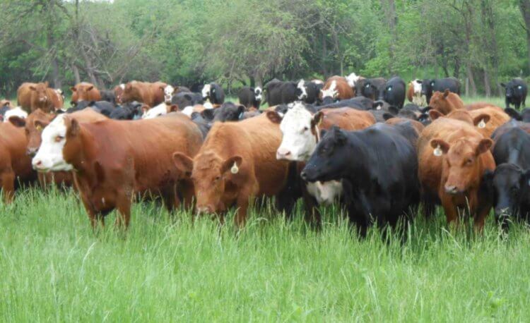 Как метан попадает в атмосферу Земли? Больше всего метана ежедневно производят коровы. Фото.
