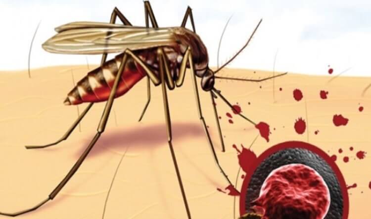 Как защититься от комаров? Возбудителями малярии являются Plasmodium falciparum. Фото.