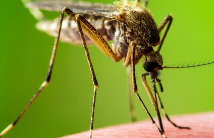 Созданы дома, внутрь которых не могут проникнуть комары. Что в них особенного? Ученые разработали очень необычный способ защиты от малярийных комаров. Фото.