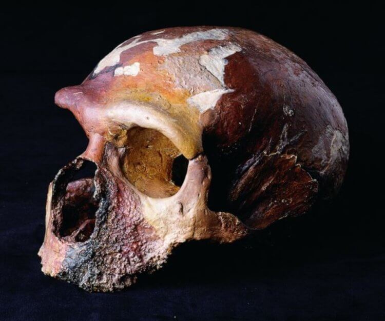 Таинственный череп неандертальца. Череп неандертальца «Guattari 1». Фото.