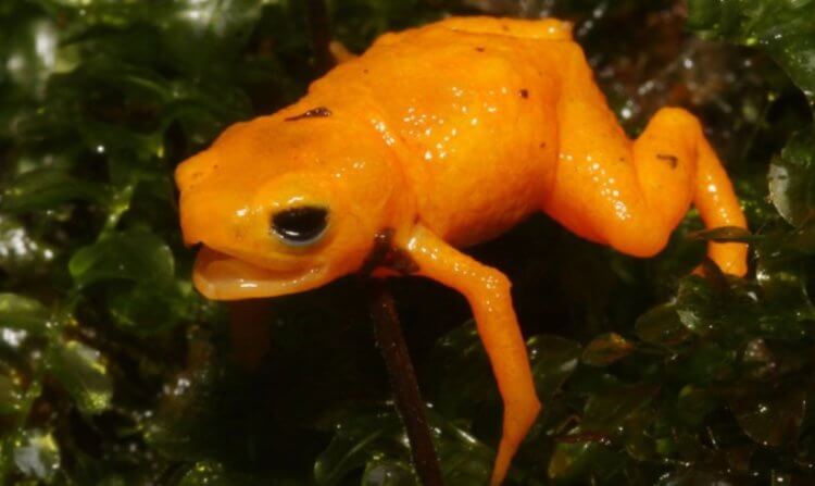 Новый вид ядовитых жаб. Ядовитая жаба вида Brachycephalus rotenbergae. Фото.