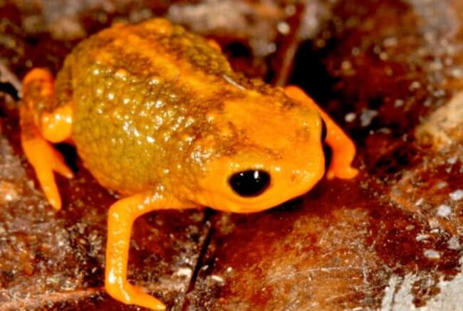 Эти жабы ядовиты и светятся под ультрафиолетом. Что еще интересного о них известно? Фото.