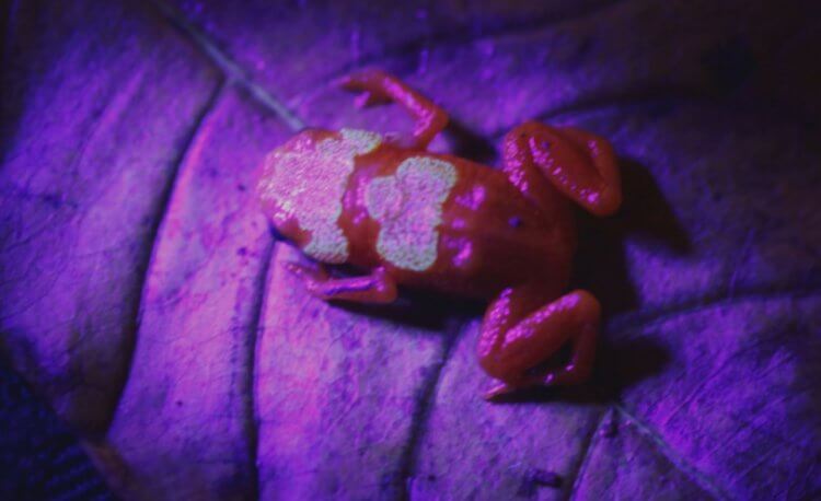 Новый вид ядовитых жаб. Седлоносные жабы светятся под ультрафиолетом. Фото.