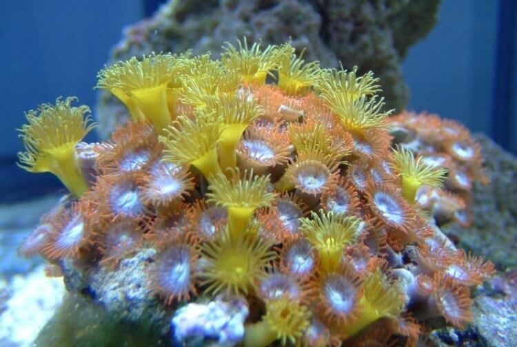 Кто такие шестилучевые кораллы? Колония шестилучевых кораллов. Фото.