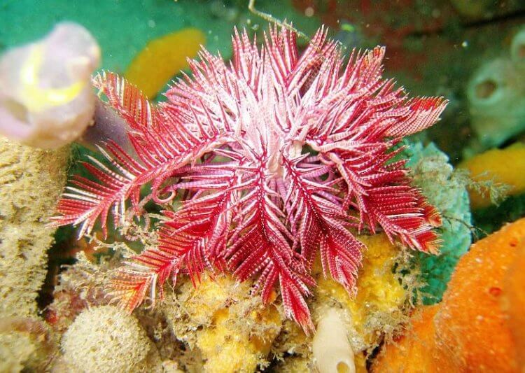 Кто такие морские лилии? Морская лилия Ptilometra australis. Фото.