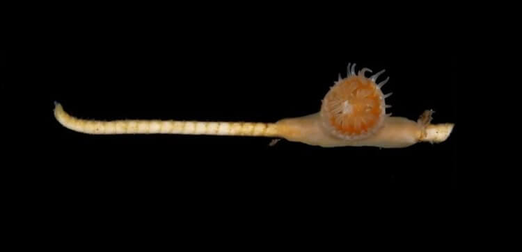 Вымершие 270 миллионов лет назад организмы найдены живыми. Симбиоз морской лилии и коралла. Фото.