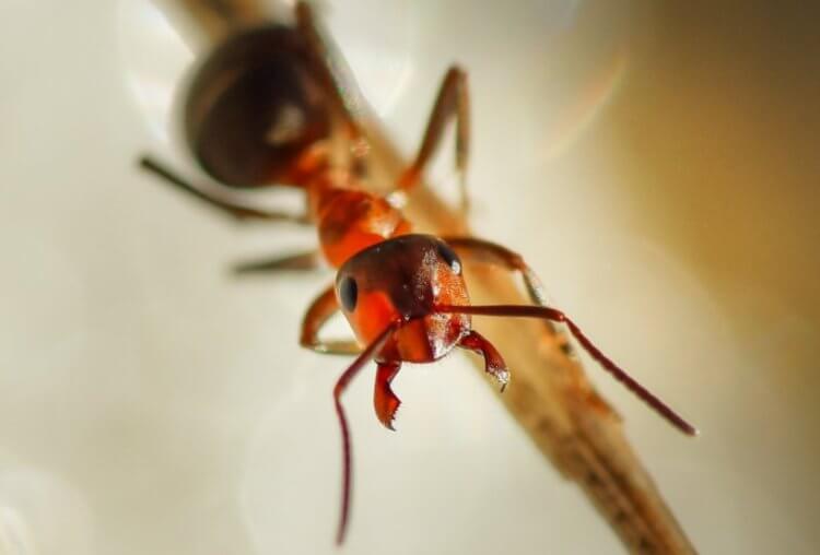 Распространение паразитов. Главной целью Anomotaenia brevis являются не муравьи, а птицы. Фото.