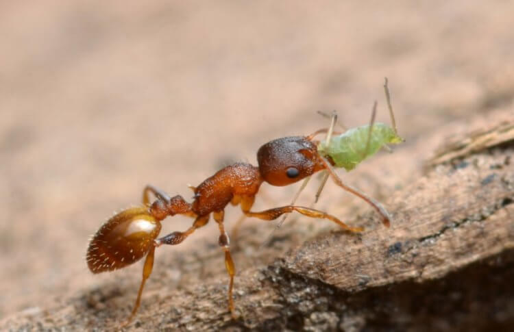 Найден паразит, который дарит насекомым «вечную молодость». Муравей вида Temnothorax nylanderi. Фото.