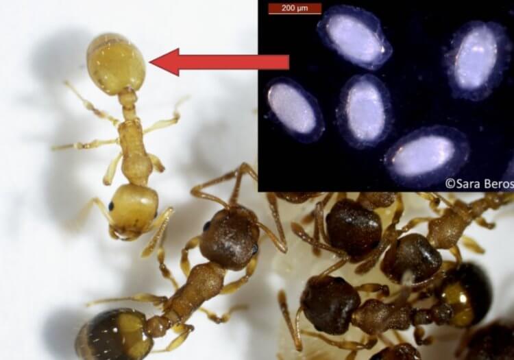 Самые необычные паразиты в мире. Паразиты Anomotaenia brevis внутри муравья. Фото.