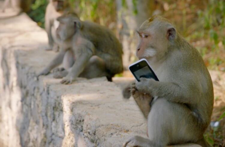 Почему обезьяны воруют смартфоны туристов и совершают другие преступления? Некоторые обезьяны нагло воруют у туристов смартфоны и этому есть объяснение. Фото.