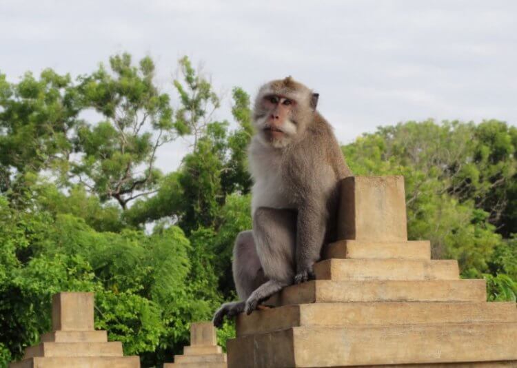 Зачем обезьяны воруют вещи? Обезьяны у храма Улувату. Фото.