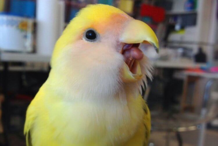 Для чего нужно зевание? Птицы зевают гораздо быстрее остальных животных. Фото.