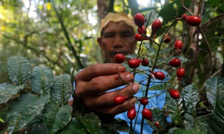 Около 30% языков на планете исчезнут к концу XXI века. Чем это грозит? На фото мужчина собирает каферан – местное растение тропических лесов Амазонки, используемое в качестве лекарства. Фото.