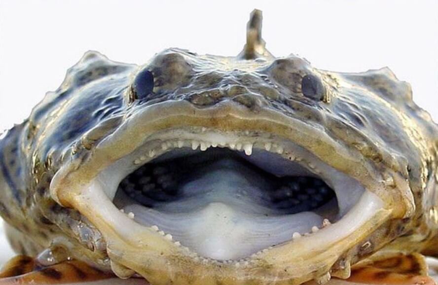 Выглядит жутко, не так ли? Фото.