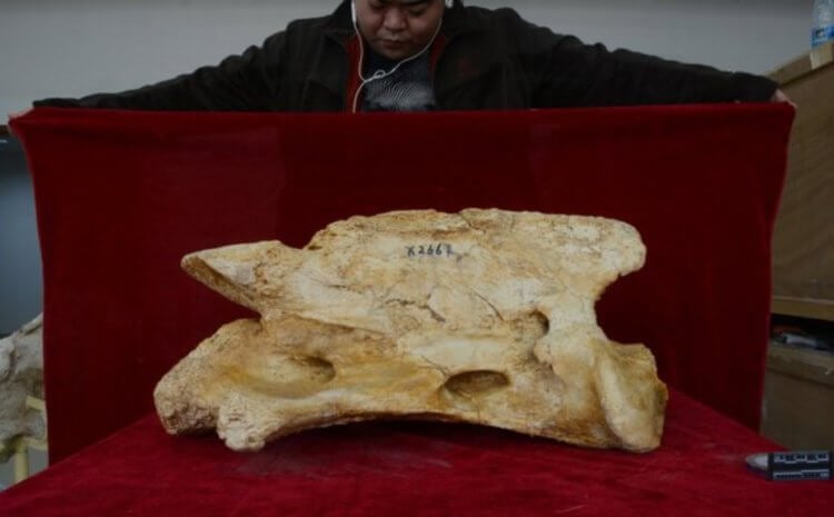 Самое большое животное в Китае. Фрагмент черепа Paraceratherium linxiaense. Фото.