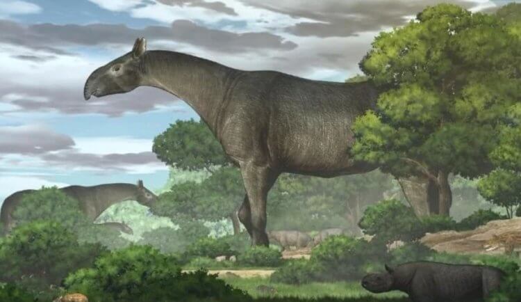 Какими были индрикотерии — одни из самых крупных млекопитающих в истории Земли? Индрикотерии были действительно крупными животными. Фото.