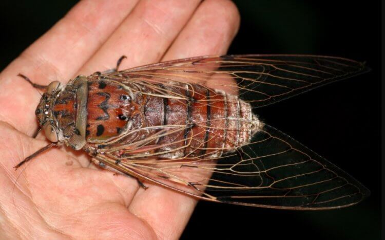 Нашествие цикад в США. Цикады проводят 17 лет своей жизни под землей. Фото.