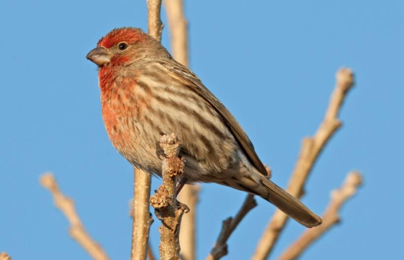 Загадочная болезнь птиц. Мексиканская чечевица. Фото.