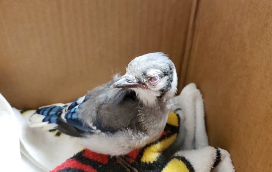 Загадочная болезнь птиц. Одна из пораженных болезнью птиц. Фото.