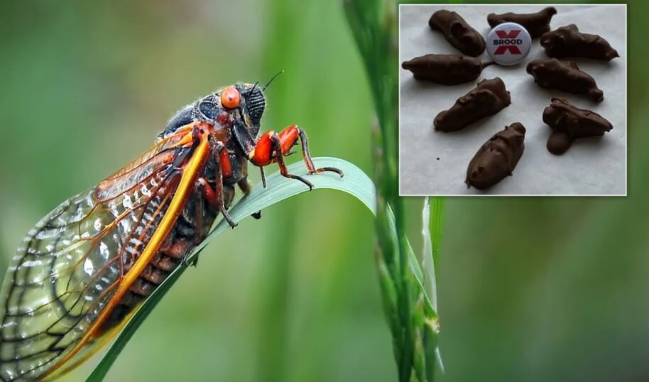 Нашествие цикад в США. Цикады в шоколаде. Фото.