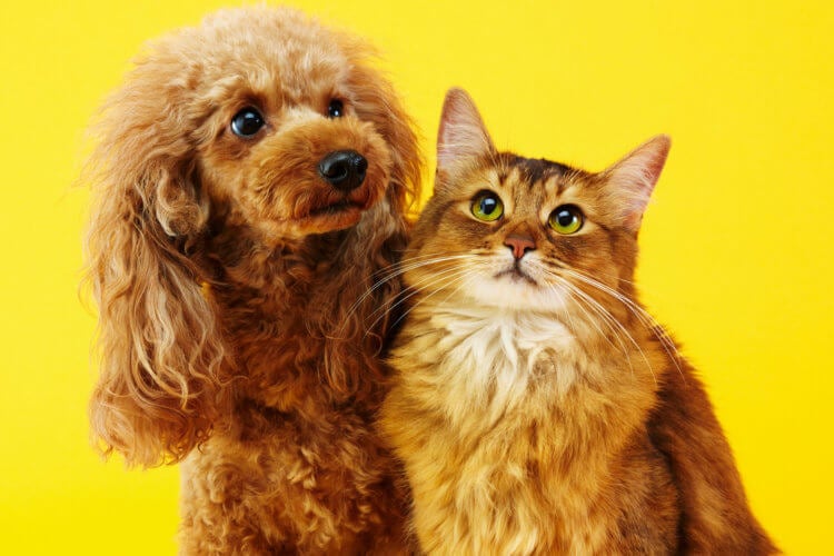 Как кошки и собаки помогают бороться с депрессией и тревогой? Новое исследование подтверждает преимущества, которые мы получаем от общения с кошками и собаками. Фото.
