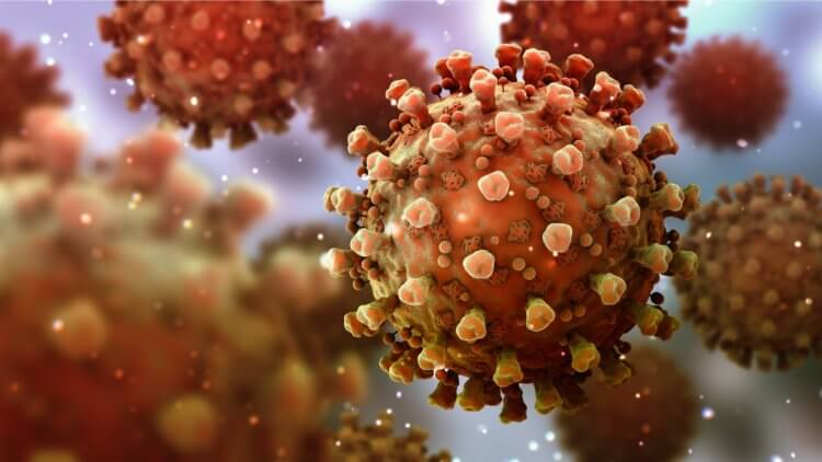 Иммунитет против COVID-19. Коронавирус SARS-CoV-2 попадает в организм мастерски взламывая клетки хозяина. Фото.