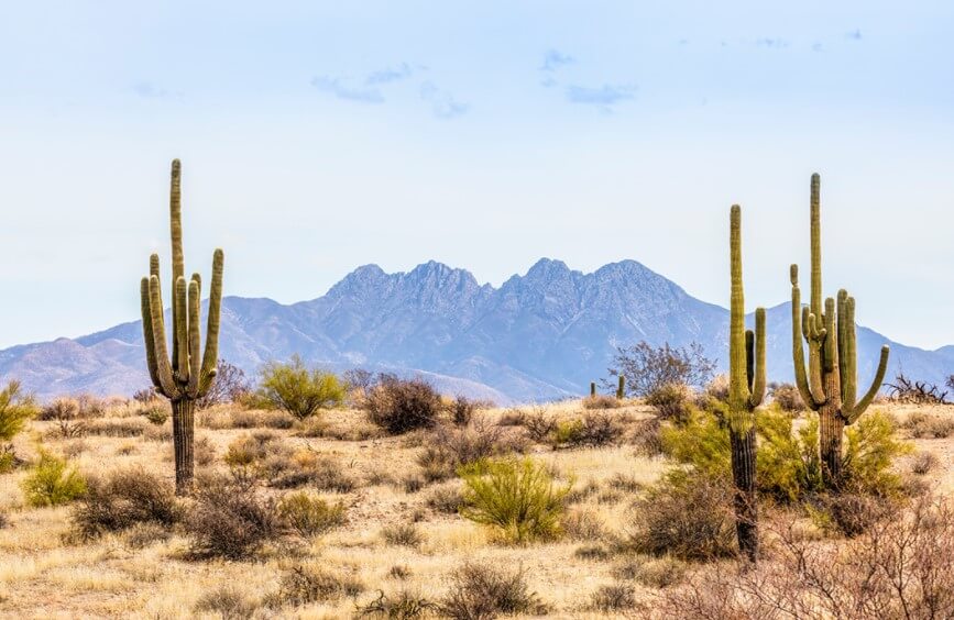 Последствия глобального потепления. С последствиями глобального потепления не могут справиться даже привыкшие к экстремальным условиям пустынные растения. Фото.