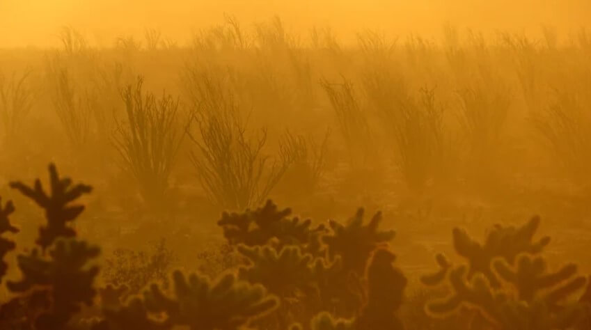 Исчезновение растений в пустынях. Растения в парке Анза-Боррего. Фото.