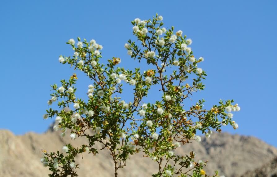 Последствия глобального потепления. Ларрея трехзубчатая. Фото.
