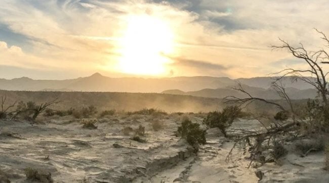 В пустынях Калифорнии исчезают растения, и это невозможно остановить. Фото.