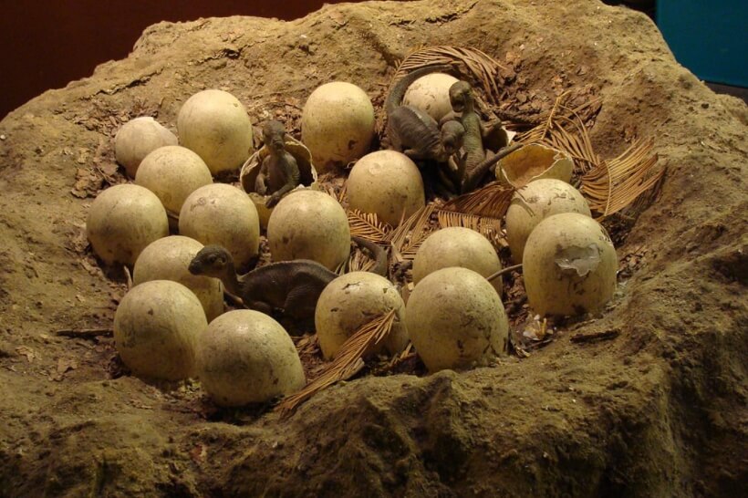 Причина вымирания динозавров. Судя по всему, динозавры высиживали яйца так же, как и птицы. Причина вымирания динозавров. Судя по всему, динозавры высиживали яйца так же, как и птицы. Фото.