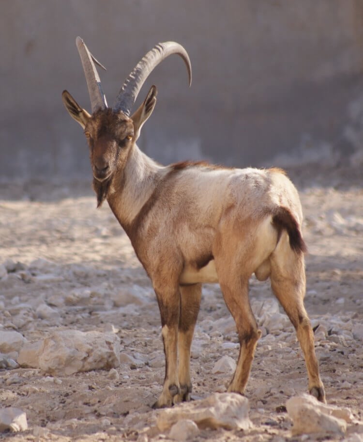 Предки домашних коз. Безоаровый козел — предок современных домашних коз. Фото.