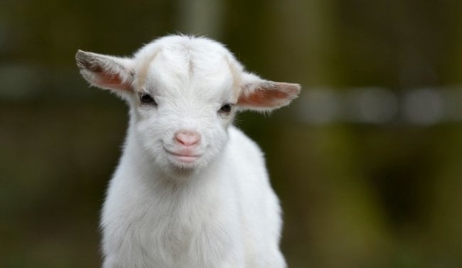 Когда и где козы стали домашними животными? Фото.