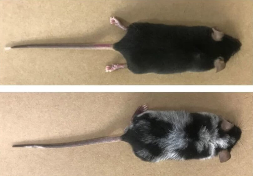 Поседевшая от стресса мышь. Фото.