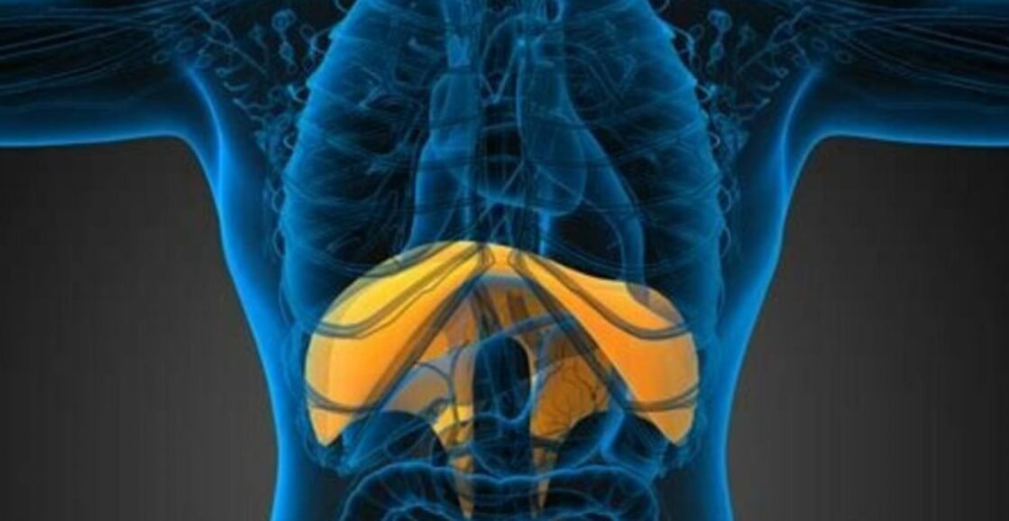 Что такое икота? Расположение диафрагмы человека. Фото.