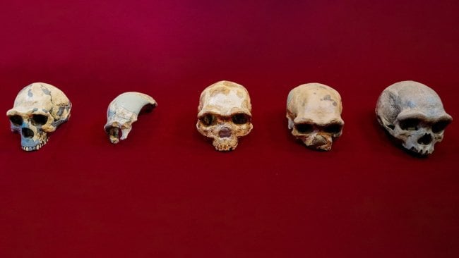 Череп Homo longi обнаружен в Китае. Он жил на Земле 146 000 лет назад. Фото.